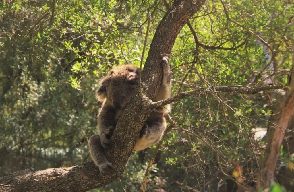 Koala Conservation Centre