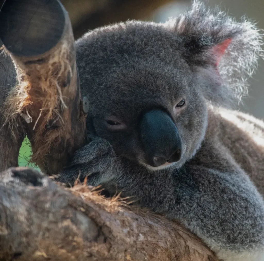 Koala Conservation Centre