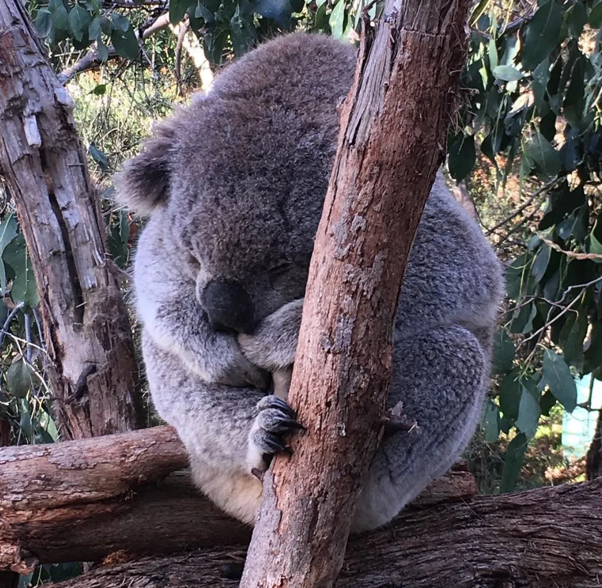 Koala Conservation Centre: A Haven for Wildlife