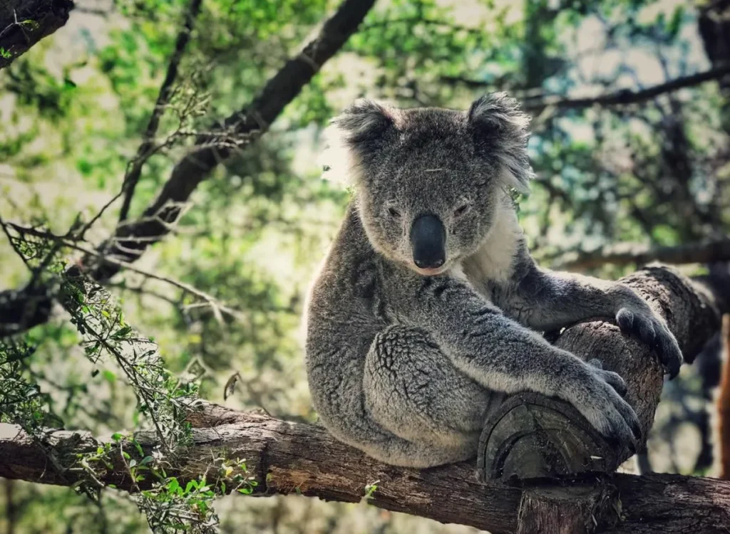 Koala Conservation Centre Phillip Island