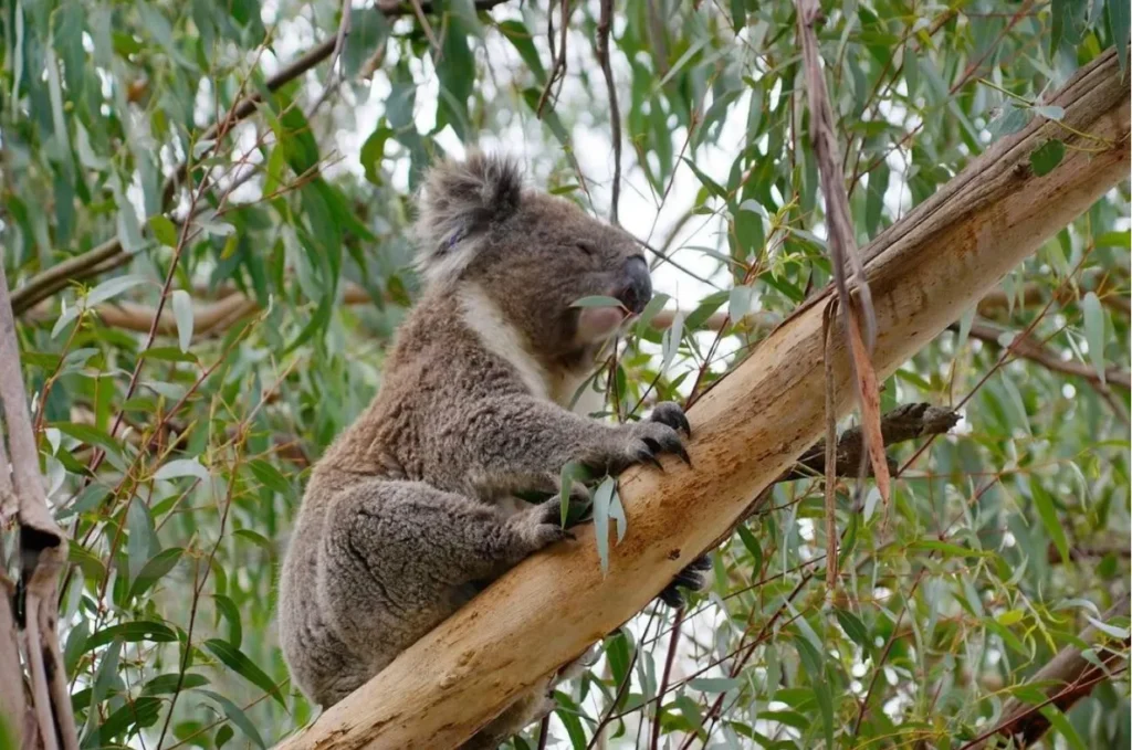 Koala Conservation and Research