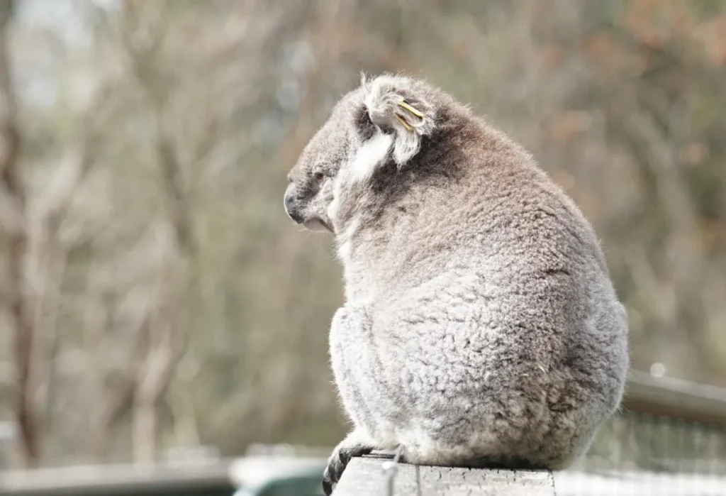 Koala Phillip Island