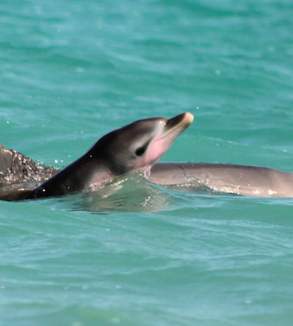 Monkey Mia’s Coastal Charms: Exploring the Region’s Best Spots
