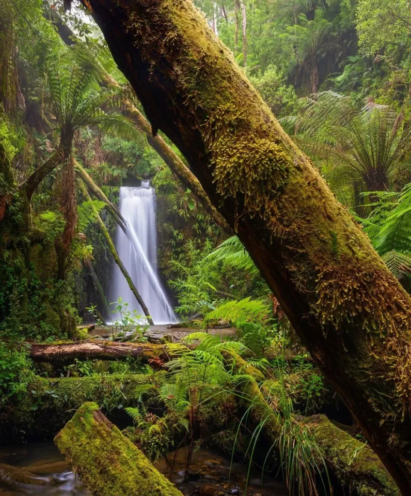 Otway National Park