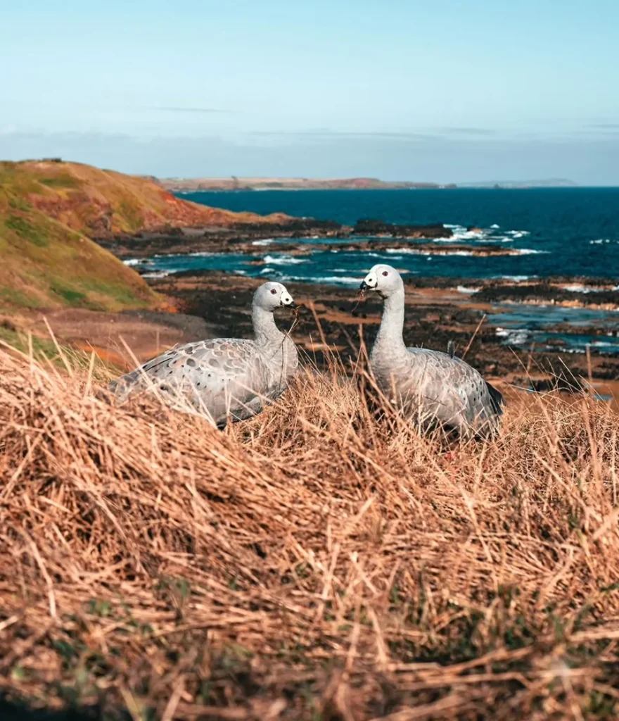 Phillip Island Wildlife Park