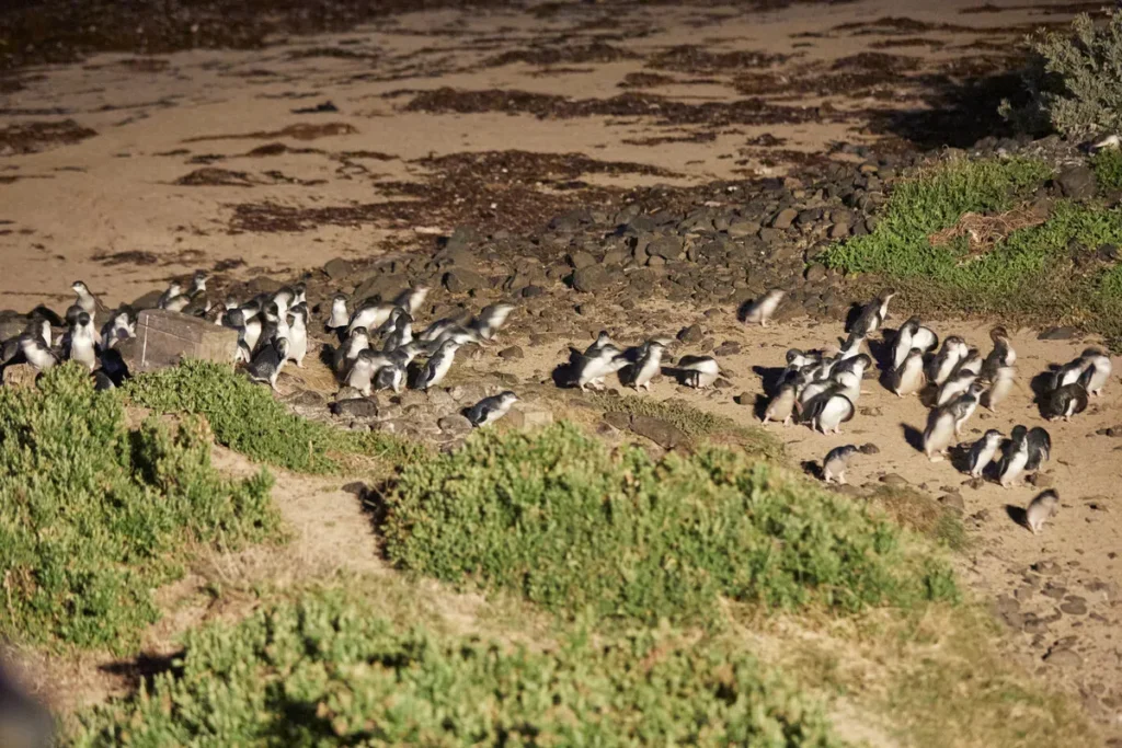Penguin Parade