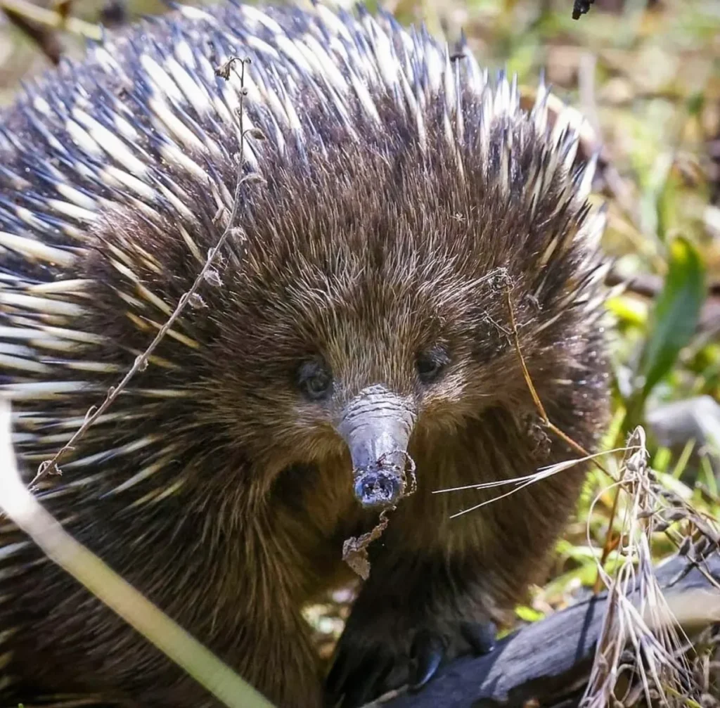 Tower Hill Wildlife Reserve